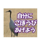 サロベツ原野の丹頂鶴01（個別スタンプ：35）