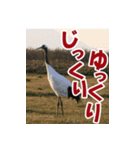 サロベツ原野の丹頂鶴01（個別スタンプ：36）
