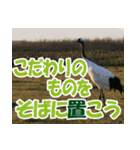 サロベツ原野の丹頂鶴01（個別スタンプ：37）
