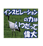 サロベツ原野の丹頂鶴01（個別スタンプ：38）