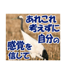 サロベツ原野の丹頂鶴01（個別スタンプ：39）