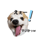 毛むくじゃら達5（個別スタンプ：4）