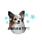 毛むくじゃら達5（個別スタンプ：6）