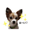 毛むくじゃら達5（個別スタンプ：13）