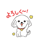 ”美白犬”副社長 マルチーズのはなちゃん（個別スタンプ：5）