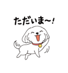 ”美白犬”副社長 マルチーズのはなちゃん（個別スタンプ：30）