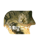 ねこNEKOスタ（個別スタンプ：3）