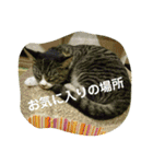 ねこNEKOスタ（個別スタンプ：7）