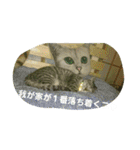 ねこNEKOスタ（個別スタンプ：8）