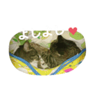 ねこNEKOスタ（個別スタンプ：14）