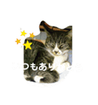 ねこNEKOスタ（個別スタンプ：19）