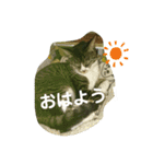 ねこNEKOスタ（個別スタンプ：20）