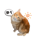 あにまるず3種（個別スタンプ：5）