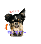 わんこの日常(お仕事 敬語編)（個別スタンプ：24）