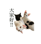 猫ねずみ達（個別スタンプ：1）