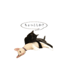 猫ねずみ達（個別スタンプ：2）