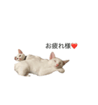 猫ねずみ達（個別スタンプ：5）