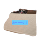 毎日使えるモモンガスタンプ（個別スタンプ：1）