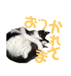 シュナウザー＆ノルウェージャン（個別スタンプ：5）