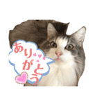 シュナウザー＆ノルウェージャン（個別スタンプ：11）