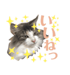 シュナウザー＆ノルウェージャン（個別スタンプ：12）