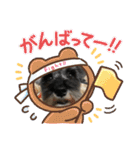 シュナウザー＆ノルウェージャン（個別スタンプ：14）