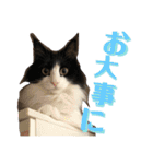 シュナウザー＆ノルウェージャン（個別スタンプ：17）