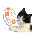 シュナウザー＆ノルウェージャン（個別スタンプ：23）