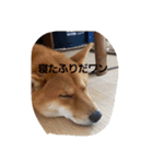 しばうた（個別スタンプ：6）