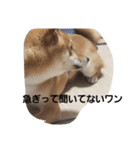 しばうた（個別スタンプ：8）