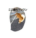 しばうた（個別スタンプ：9）