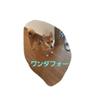 しばうた（個別スタンプ：11）