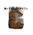 しばうた（個別スタンプ：12）