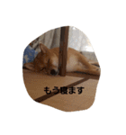 しばうた（個別スタンプ：15）