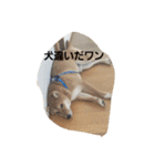 しばうた（個別スタンプ：22）