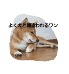 しばうた（個別スタンプ：24）