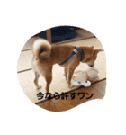 しばうた（個別スタンプ：31）