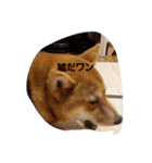 しばうた（個別スタンプ：32）