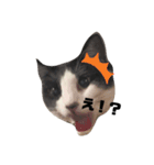 うちのほのぼのねこちゃん。（個別スタンプ：1）