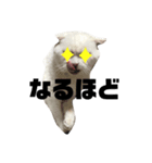うちのほのぼのねこちゃん。（個別スタンプ：4）