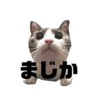 うちのほのぼのねこちゃん。（個別スタンプ：6）