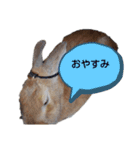 キュートもふもふスタンプ（個別スタンプ：2）