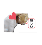 キュートもふもふスタンプ（個別スタンプ：3）