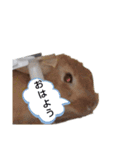 キュートもふもふスタンプ（個別スタンプ：4）