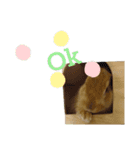 キュートもふもふスタンプ（個別スタンプ：14）