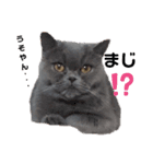 猫のグーちゃん②（個別スタンプ：3）