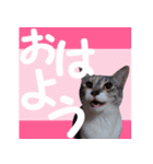 毎日使える＊猫スタンプ（個別スタンプ：1）