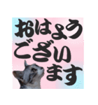 毎日使える＊猫スタンプ（個別スタンプ：2）