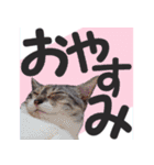 毎日使える＊猫スタンプ（個別スタンプ：3）