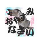 毎日使える＊猫スタンプ（個別スタンプ：4）
